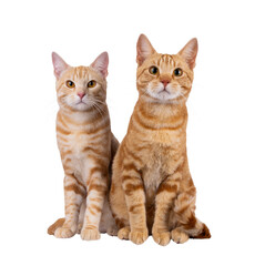 2 Purebred European Shorthair cats, sitting beside each other facing front. Looking curious towards camera. Isolated cutout on a transparent background.