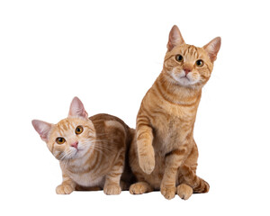2 Purebred European Shorthair cats, sitting and laying beside each other facing front. Looking curious towards camera. Isolated cutout on a transparent background.
