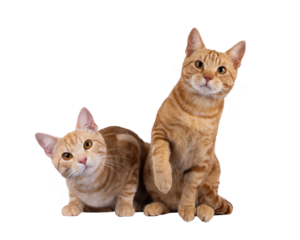 2 Purebred European Shorthair cats, sitting and laying beside each other facing front. Looking curious towards camera. Isolated cutout on a transparent background.