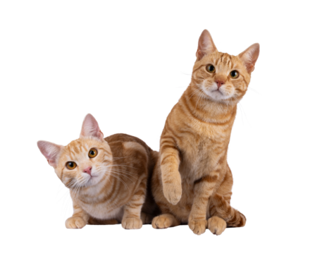 2 Purebred European Shorthair cats, sitting and laying beside each other facing front. Looking curious towards camera. Isolated cutout on a transparent background.