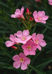 Fototapeta premium pink flowers in the garden