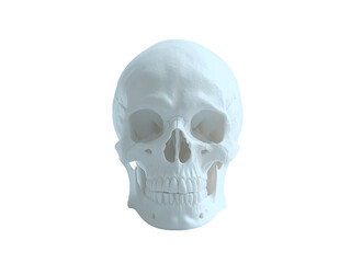 plastic model of human skull