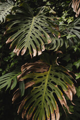 Close-Up of Tropical Monstera Leaves
