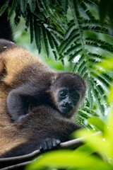 Baby howler monkey in jungle