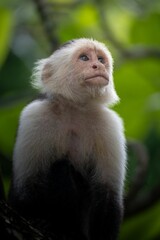 Capuchin monkey in a lush forest setting.