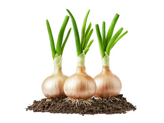 three bulbs of onion growing in dirt