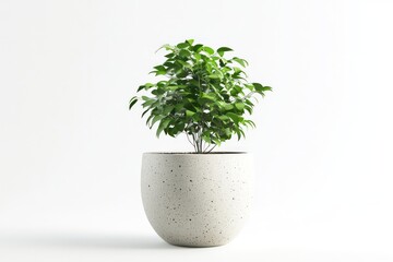 A 3D-rendered image of a ceramic pot with a houseplant inside, isolated on a white background to showcase the plantâ€™s form and texture.