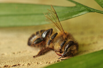 Close-up of dead bee - Concept of evironmental problems and risks of bee extinction