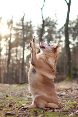 cute dog is in the forest at sunset