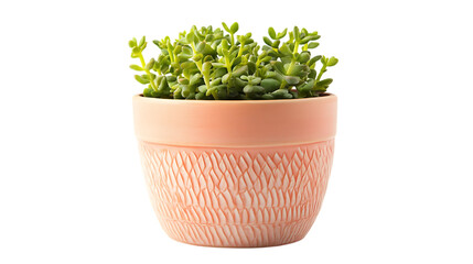 Succulent plant in a peach colored pot.