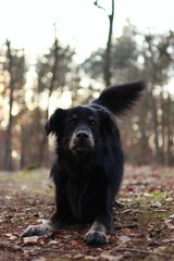 Naklejka premium cute dog is in the forest at sunset