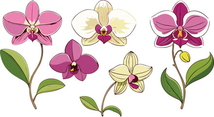 Elegant Orchid Flower Vector Set