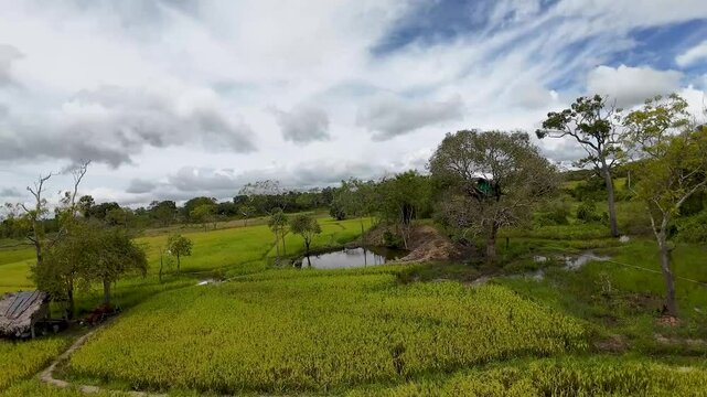Scenic Drone Shot of Traditional Sri Lankan Farmland