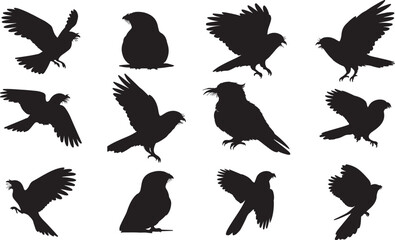 Nightjar Silhouettes