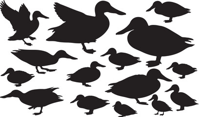 Northern Shoveler Silhouettes