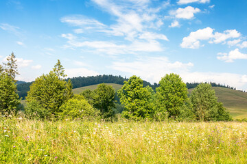 Fototapeta premium grassy alpine meadow on the hill of ukrainian highlands. sustainable life in transcarpathia region. carpathian mountains in summer. sunny weather with fluffy clouds on the blue sky. green environment