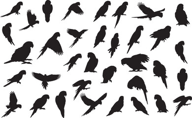 Parrot Silhouette on White Background