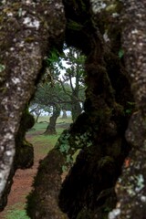 Las fanal trees in fog