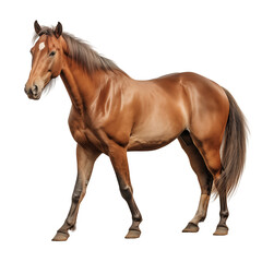 Obraz premium High Quality PNG Cutout Photo of a Horse Realistic Full Body Wildlife Image