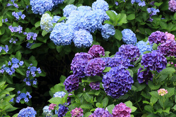 紫陽花