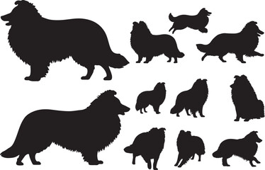 Shetland Sheepdog Silhouette on White Background