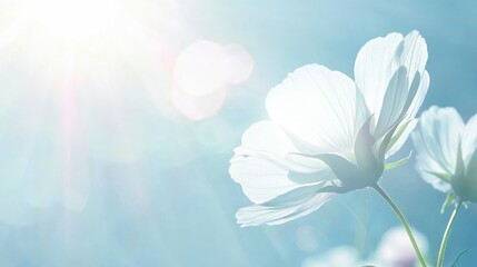 abstract background with single wildflower close up and glowing sunlight, delicate and natural, airy and serene, minimalist and calming design