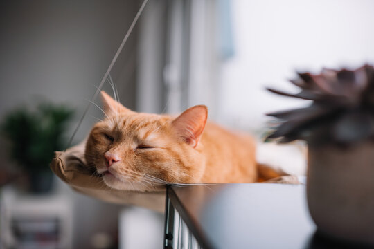 Ginger cat peacefully sleeping in a cozy window hammock on a rainy day - Powered by Adobe