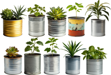 Plant Growing in a Tin Can