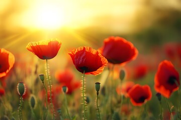 Fototapeta premium red poppy field