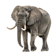 Majestic Elephant, Isolated on White Background