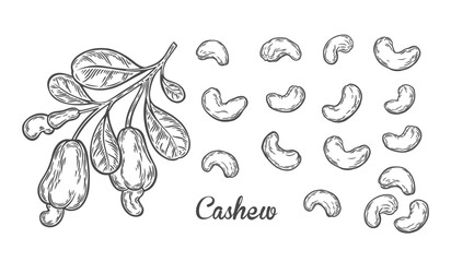 Branch with cashew nuts in engraving style
