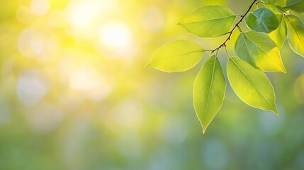 Obraz premium Bright Sunlight on Green Leaves and Branch