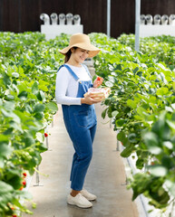 Asian gardener harvest strawberry in glasshouse