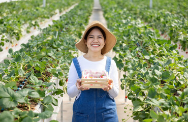 Asian gardener harvest strawberry in glasshouse