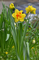 Fototapeta premium Tête Bouclé double daffodils flower with yellow-red petals and green leaves growing in springtime on flowerbed .Gardening concept. 