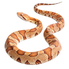 Creamy Albino Ball Python against a white background.