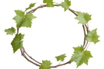 vine frame leaf vine circle isolated on white or transparent background 