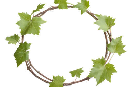 vine frame leaf vine circle isolated on white or transparent background 