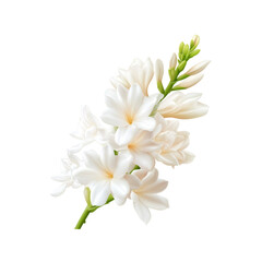Fototapeta premium Delicate white flowers bloom elegantly on a stem, showcasing soft petals and fresh green buds, perfect for floral arrangements.