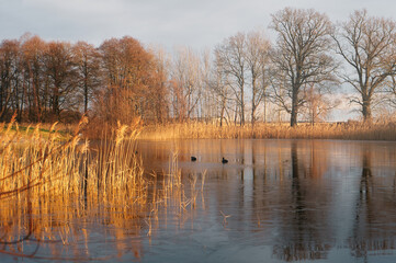 frosty lake with coot in the ice-free area. Trees on the edge and reeds in lake.
