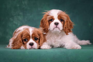 Two white and red puppies on a green background. Beautiful purebred puppies