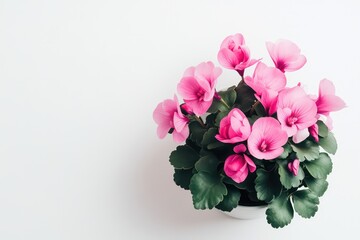 Fototapeta premium A top view of a pink cyclamen plant in a white flower pot, with vivid pink petals and lush green leaves, isolated on a white backdrop.