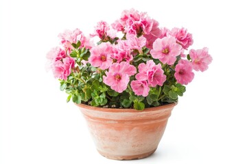 A vibrant image of pink cyclamen flowers in a pot, isolated on white, highlighting the softness and color of the petals.