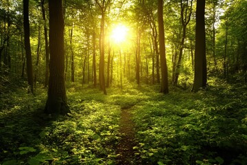 Obraz premium Serene Forest Landscape with Sunlight Illuminating Green Foliage