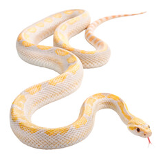 Obraz premium Creamy Albino Ball Python against a white background.
