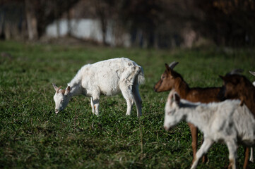 Obraz premium Grazing goats enjoy a serene afternoon in a lush green pasture surrounded by trees under a clear sky in the countryside