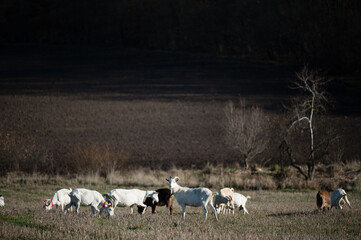 Goats grazing peacefully in a lush meadow under the warm afternoon sunlight amidst a backdrop of rolling hills and distant trees