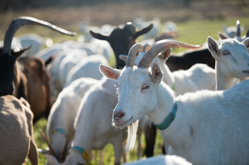 Goats grazing in a serene pasture during the early morning light, embodying tranquility and rural life in a peaceful countryside setting