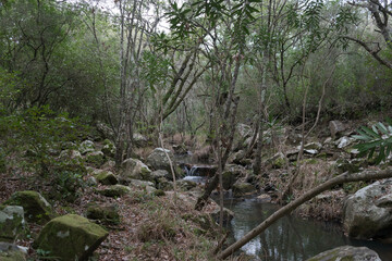 Fototapeta premium river in the forest