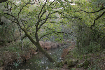 Fototapeta premium river in the forest